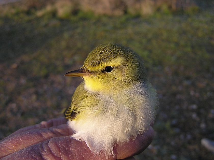 Wood Warbler, Sundre 20070505